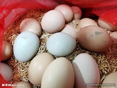荆门土鸡蛋
